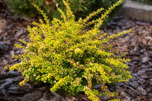 Caption: Vibrant Yellow Japanese Barberry Shrubs In A Blossom Bed Wallpaper