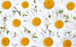 Caption: White Shasta Daisy Flowers Blossoming In Sunshine Wallpaper