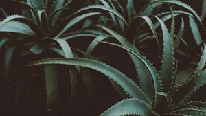 Captivating Aloe Vera Plant In 4k Quality Wallpaper