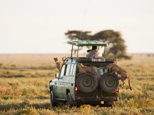 Captivating Cheetahs At Serengeti National Park Wallpaper