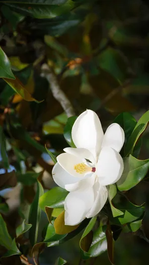 Captivating Close-up Of A Southern Magnolia Flower Wallpaper