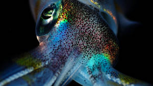 Captivating Cuttlefish Swimming In The Depths Wallpaper