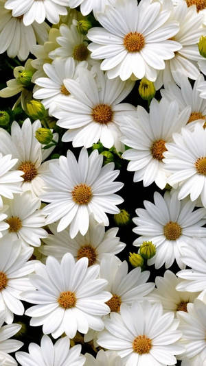Captivating Daisy Phone Wallpaper Wallpaper