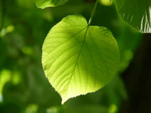 Captivating Dew Drops On Fresh Green Leaf Wallpaper