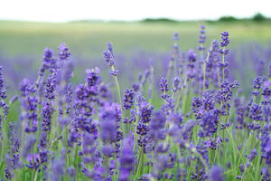 Captivating Fields Of Lavender Wallpaper