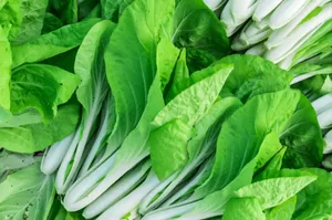 Captivating Fresh Bok Choy Wallpaper