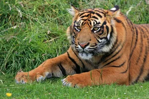 Captivating Gaze Of The Sumatran Tiger Hd Wallpaper
