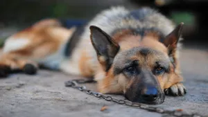 Captivating German Shepherd Dog Sulking Wallpaper