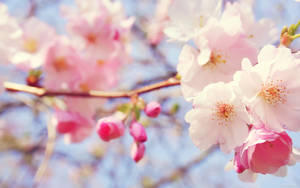 Captivating Pink Cherry Blossom In Full Bloom Wallpaper