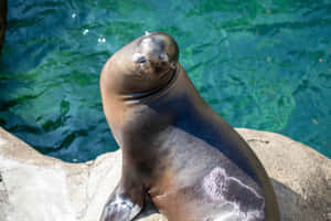 Captivating Sea Lions Basking In The Sun Wallpaper