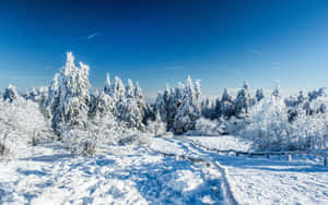 Captivating Snowfall In A Winter Wonderland Wallpaper