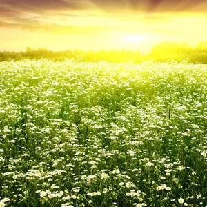 Captivating Spring Scenery On Ipad Wallpaper Wallpaper