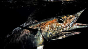Captivating Underwater View Of A Thriving Wahoo Fish Wallpaper