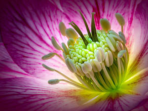 Captivating View Of Green Macro Flowers Wallpaper
