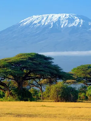 Captivating Vistas Of Mount Kilimanjaro Forest Wallpaper