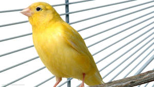 Captivating Yellow Bird Perched Inside A Cage Wallpaper