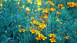 Captivating Yellow Flower Aesthetic Desktop Wallpaper Wallpaper