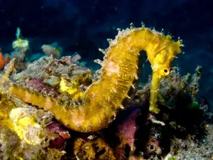 Captivating Yellow Seahorse Wallpaper