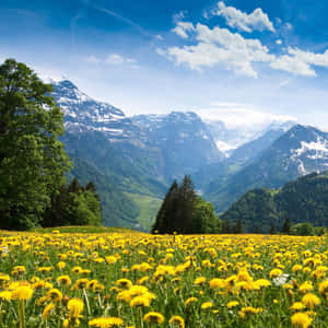 Capture The Beauty Of Spring With Your Ipad Wallpaper