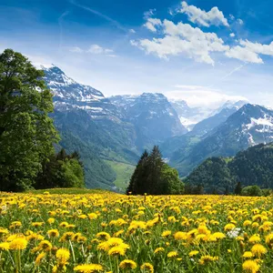 Capture The Beauty Of Spring With Your Ipad Wallpaper