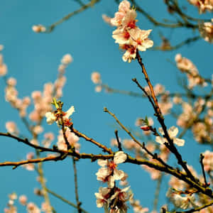 Capture The Joy Of Spring With An Ipad. Wallpaper