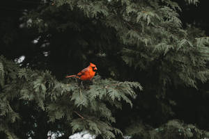 Cardinal Amongst Evergreen Leaves Wallpaper