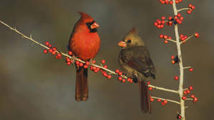 Cardinal Pair Wallpaper