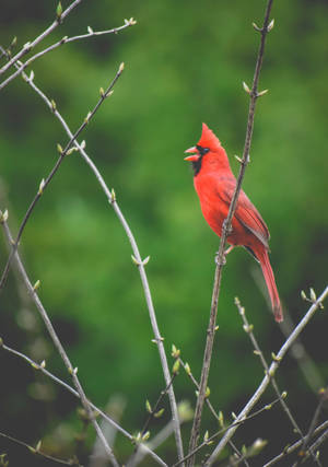 Cardinal Singing Wallpaper