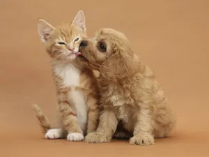 Cat And Dog On Brown Wallpaper