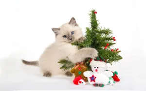 Cat Hugging Christmas Tree Funny Christmas Wallpaper