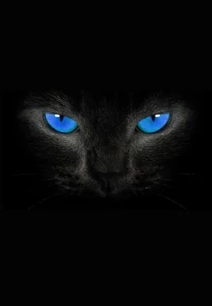 Cat With Blue Eyes Ipad 2021 Wallpaper