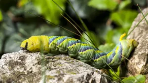 Caterpillar Crawling On Rock Wallpaper