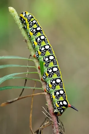 Caterpillar Insect Black And White Pattern Wallpaper