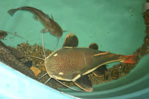 Catfish Inside A Basin Wallpaper