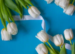 Catherina Single White Tulips Hd Wallpaper
