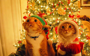Cats Wearing Santa Hat Funny Christmas Wallpaper
