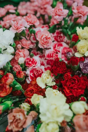 Celebrate Mothers Day With These Lovely Flowers! Wallpaper