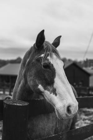 Central Kentucky Horse Wallpaper