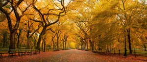 Central Park Fall 4k Ultra Widescreen Wallpaper