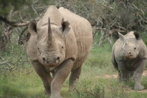 Chalky Gray Rhinoceros Wallpaper