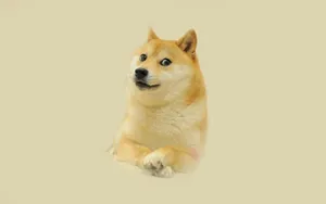 Cheems, The Most Adorable Dog You'll Ever See! Wallpaper