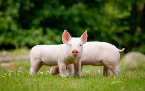 Cheerful Pig On A Farm Wallpaper