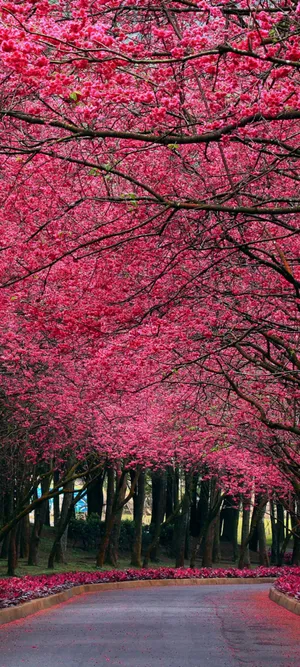 Cherry Blossom For Oneplus 8 Pro Wallpaper