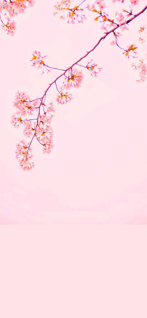 Cherry Blossom Iphone 12 Wallpaper