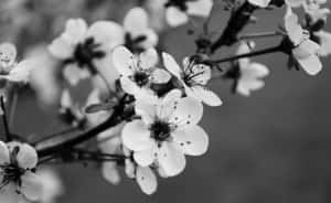 Cherry Blossom Monochrome Wallpaper