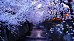 Cherry Blossom Tree Park At Night Wallpaper