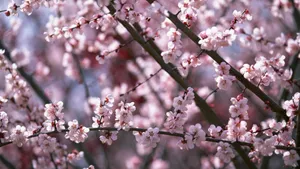 Cherry Blossoms In Spring Wallpaper
