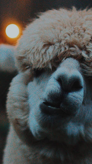 Chewing Llama Portrait Wallpaper