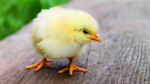 Chick On Wood Wallpaper