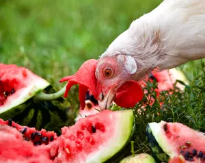 Chicken Eating A Watermelon Wallpaper